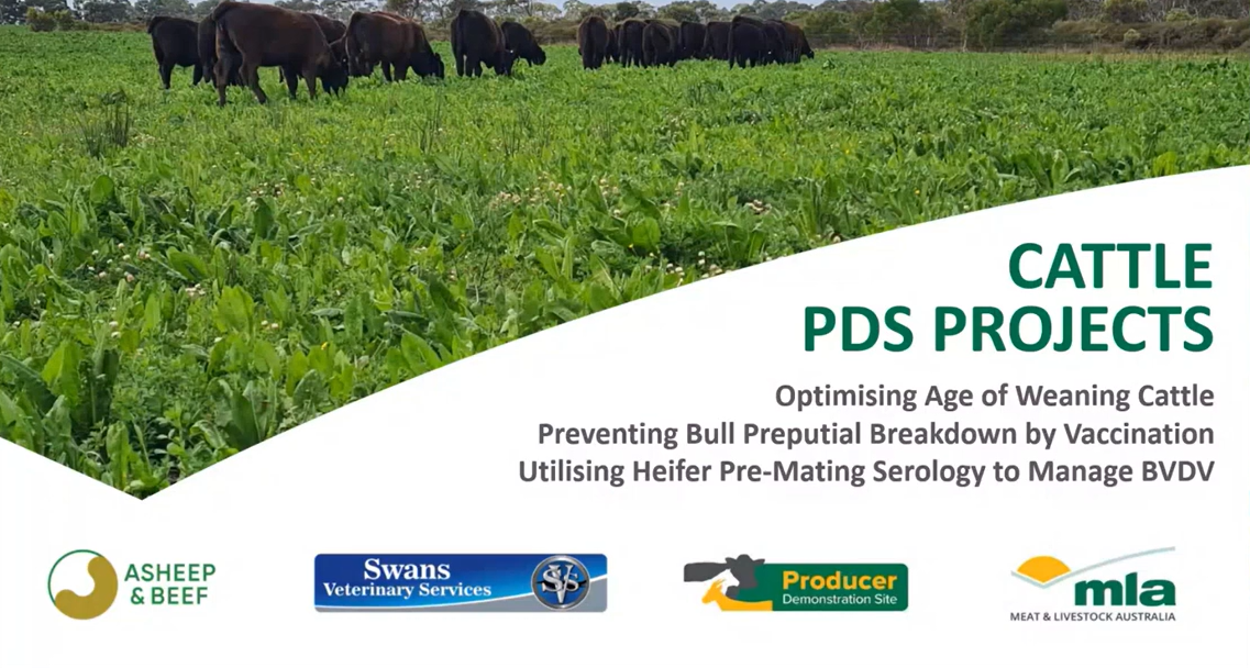 Cattle production webinar: BVDV, bull breakdown and weaning
