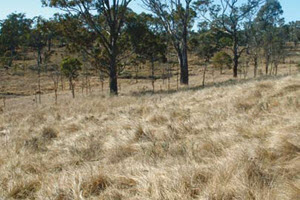 African love grass