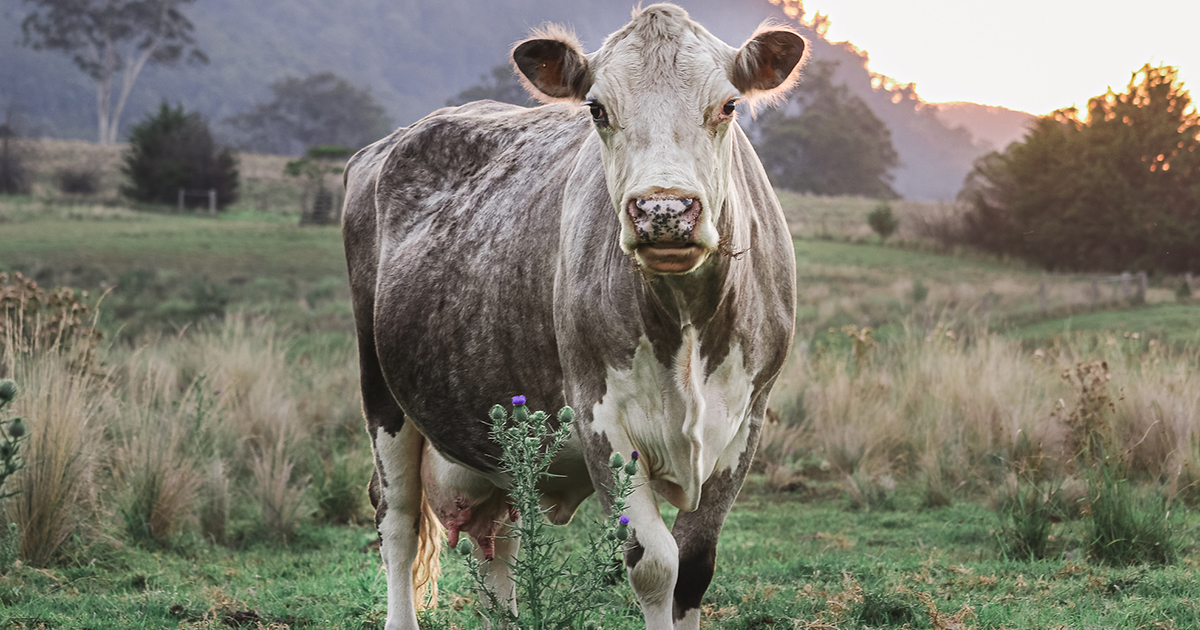 Weed control hub Meat & Livestock Australia