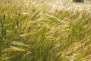 Chilean needle grass