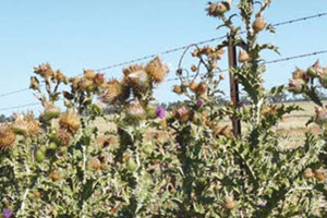 Scotch, nodding and spear thistles