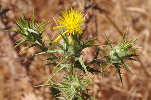 Saffron thistles