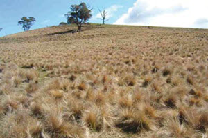 Serrated tussock