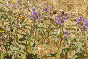 Silverleaf nightshades