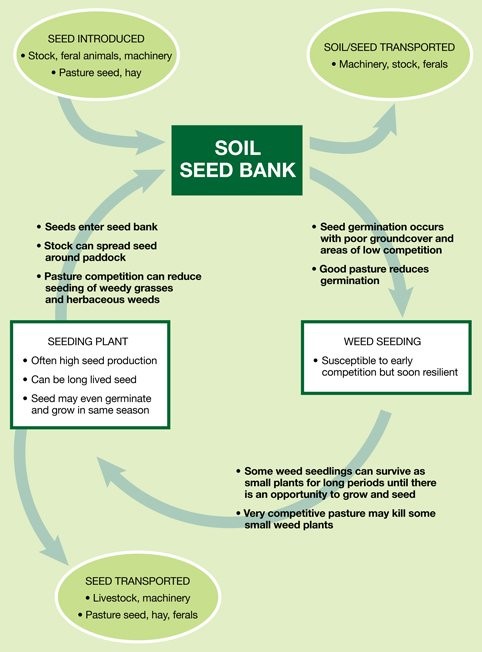 Soil-seed-bank.jpg