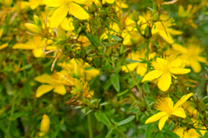 St John’s wort