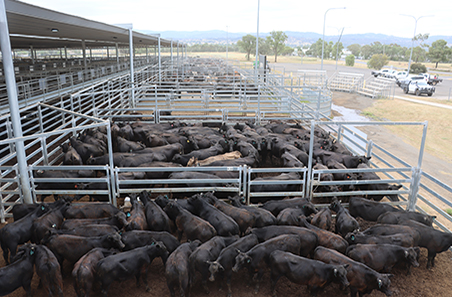 Weekly cattle and sheep market wrap