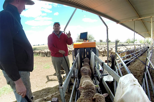 The model of ewe efficiency