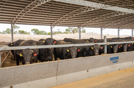 New equation powers feedlot decision making
