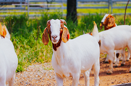 Goats