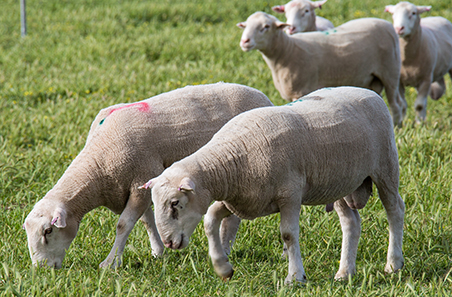 Pain mitigation in sheep