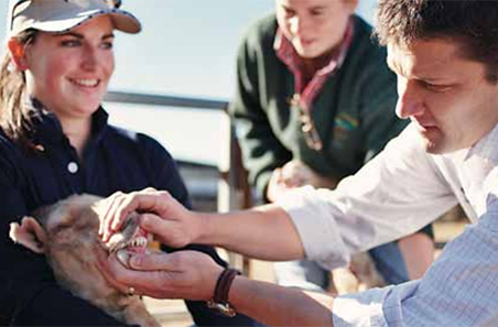 A producer’s guide to sheep husbandry practices