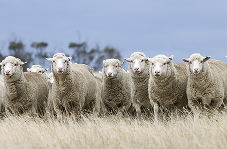 Pain mitigation in sheep and cattle