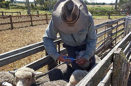 Managing trace element deficiencies in sheep