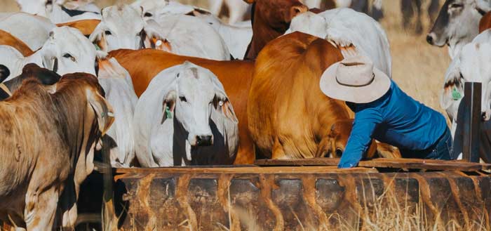 Northern cattle producers