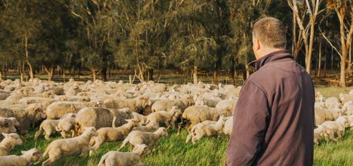 Sheep producers