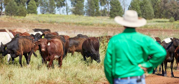 Southern cattle producers