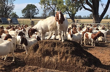 Goat production hits record highs