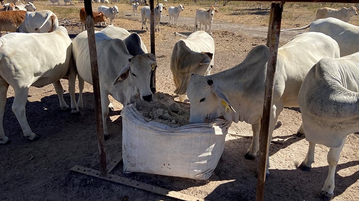 Easy way to feed P for profit