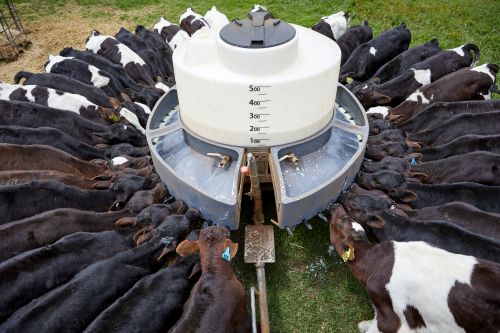 Growing Beef from Dairy (GBfD) 