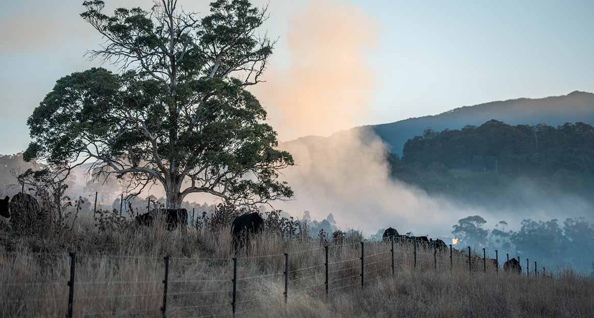 Bushfire preparation and recovery