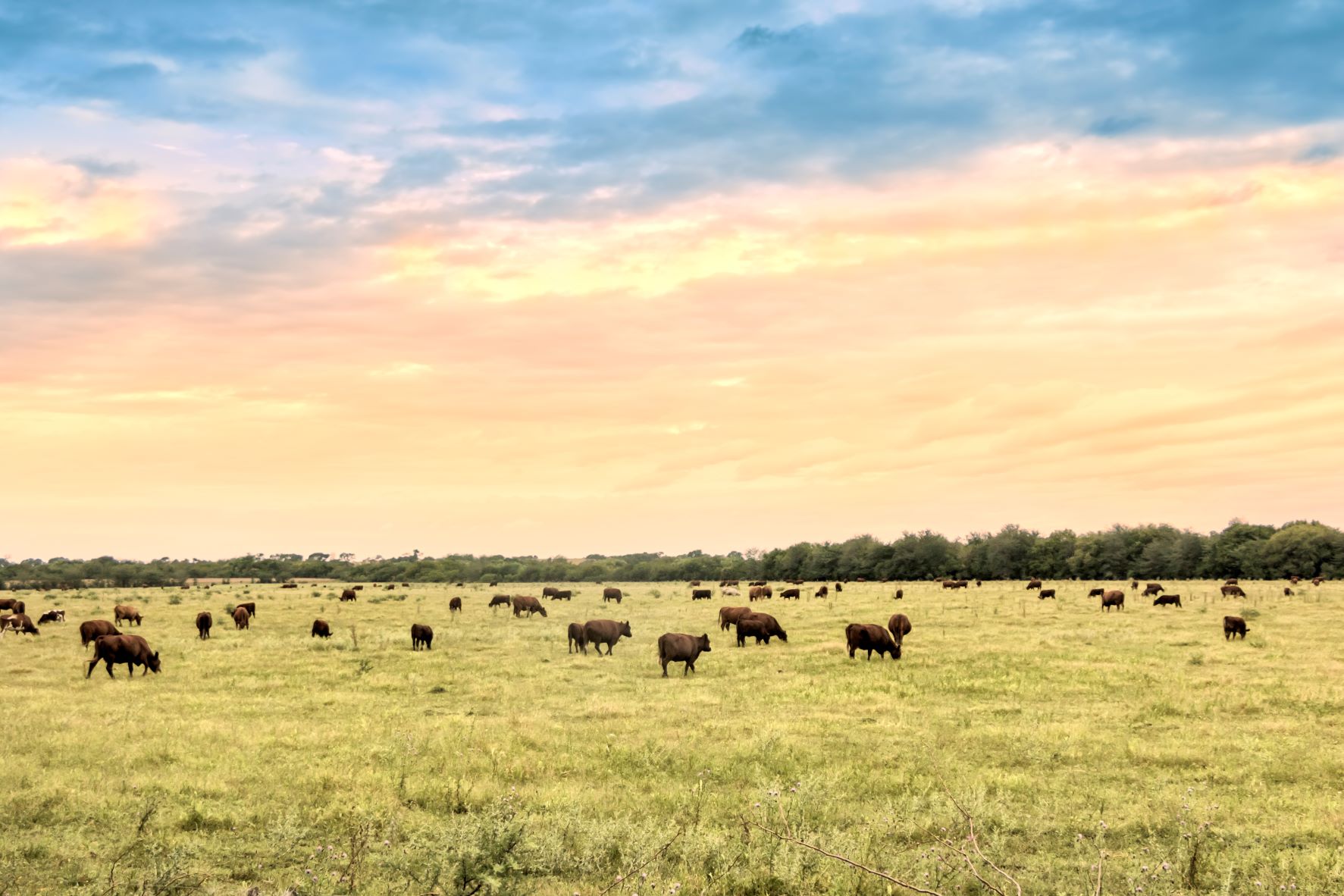 2021 Australian Beef Eating Quality Insights