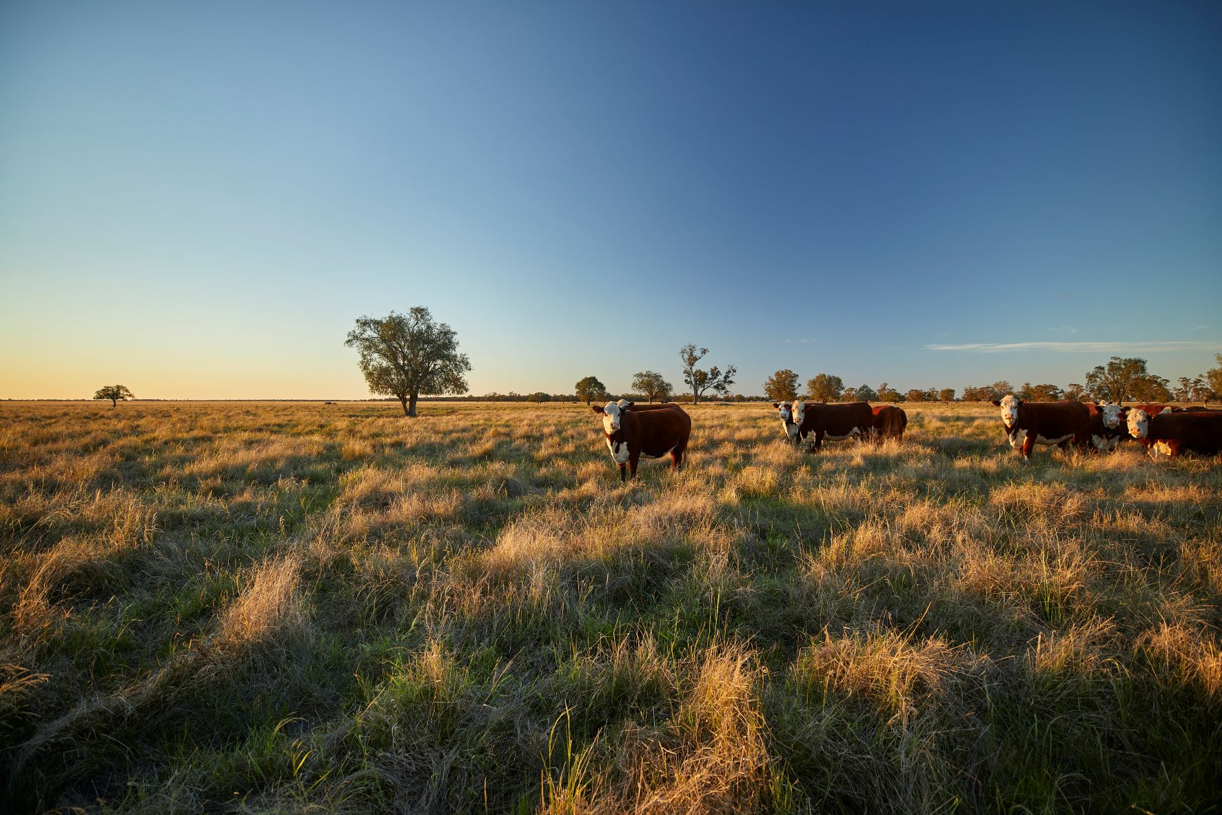 2021 Australian Beef Eating Quality Insights