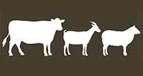 Cattle Goat & Sheep icon