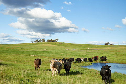 Mudgee_0040_lowres_lowres-thumb.jpg