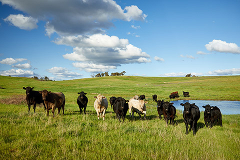 Mudgee_0041_lowres_lowres-thumb.jpg
