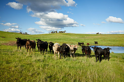 Mudgee_0043_lowres_lowres-thumb.jpg