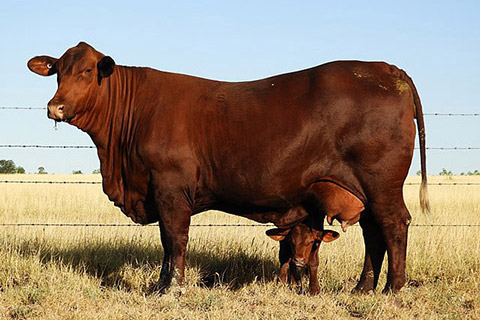 Santa_Gertrudis_Mother_and_Calf-thumb.jpg