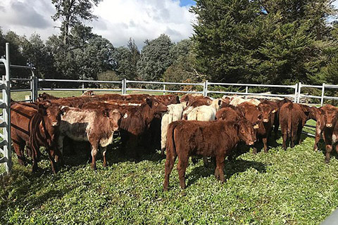 640px-Shorthorn_heifers_in_stockyards-thumb.jpg