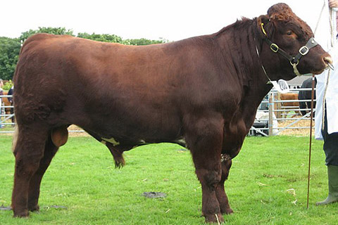 Red_Shorthorn_Bull_IMG_0077-thumb.jpg