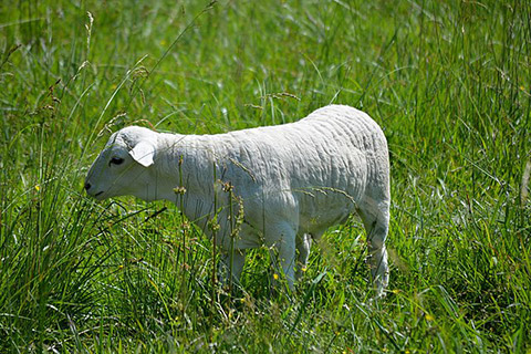 Australian_White_lamb_4_weeks_old-thumb.jpg