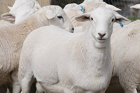 Australian_White_lambs_aged_14_weeks-thumb.jpg