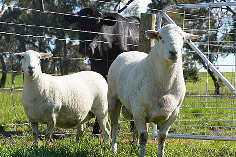 White_Gold_Australian_White_Sheep-thumb.jpg