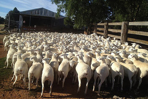 Young_Group_Of_Australian_White_Ewe_Lambs-thumb.jpg