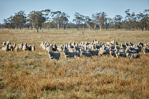 OnFarm_CentralWestNSW_101_lowres-thumb.jpg