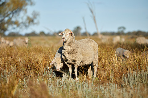 OnFarm_CentralWestNSW_42_lowres-thumb.jpg