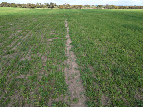 Booderoo pasture
