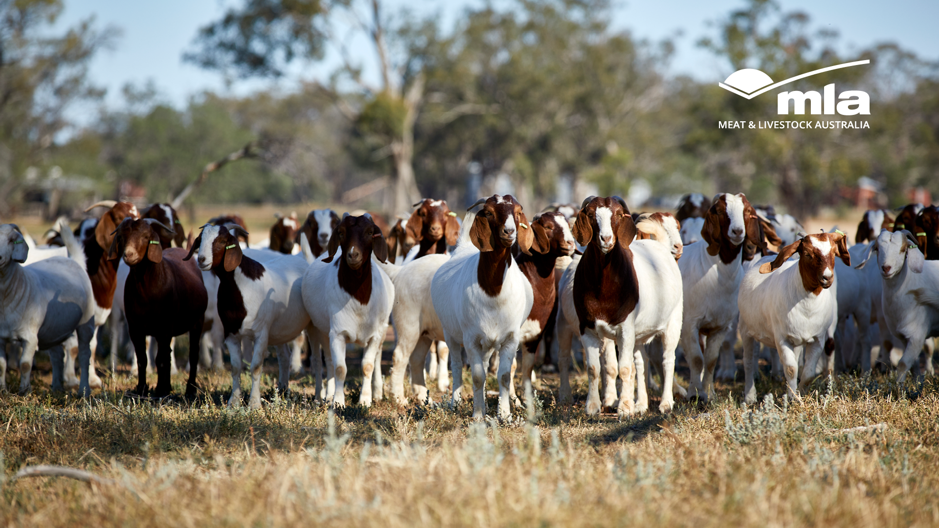 Webinar 1 - Global flavours, Australian goats