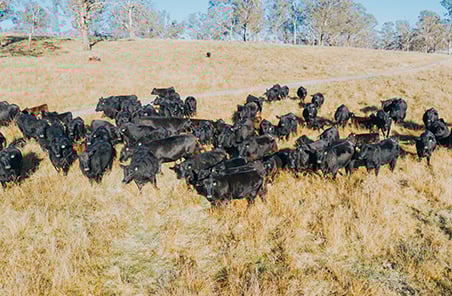 Genomics for commercial Angus cattle