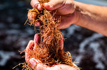 Asparagopsis feed additive research answering industry questions