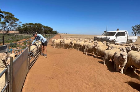 How shifting dates helped Mallee producer cruise through dry