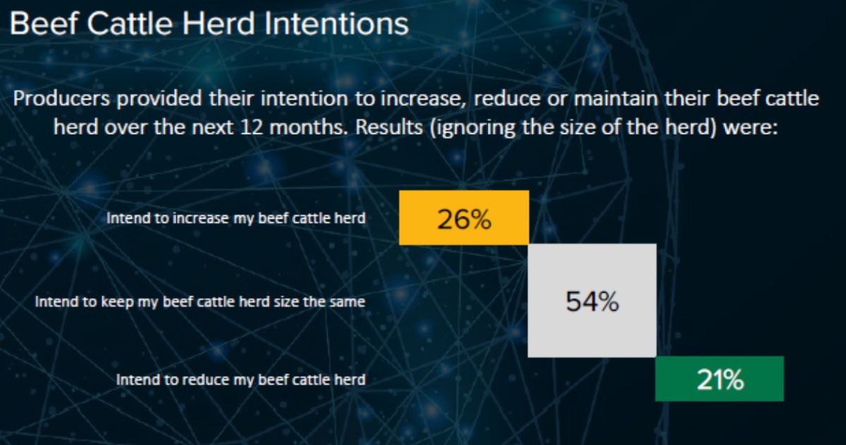 Beef cattle herd intentions may 2026