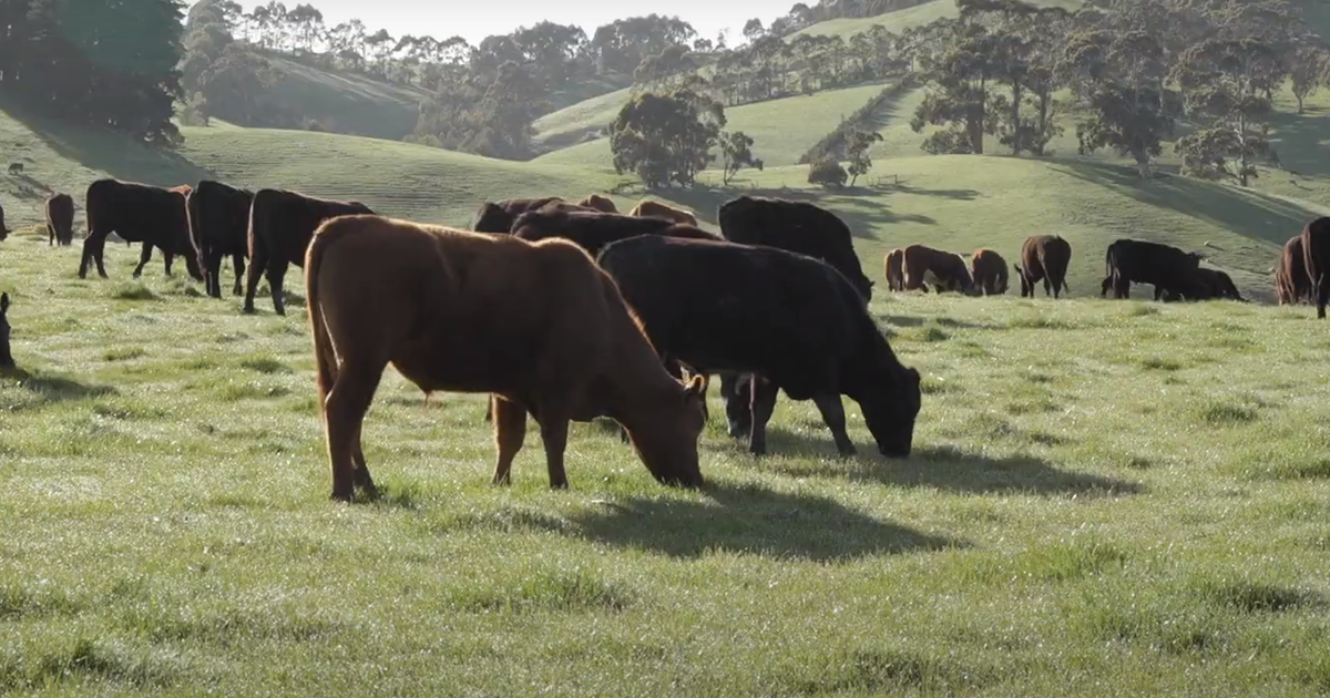 Rotational grazing: lessons learned | Meat & Livestock Australia