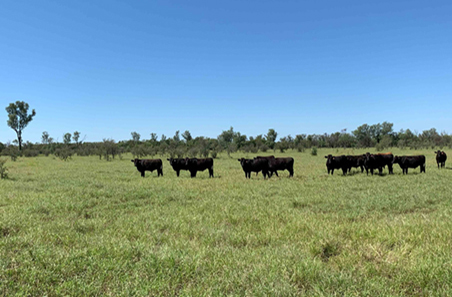 Preventing pestivirus: Strategies to keep your cattle disease free