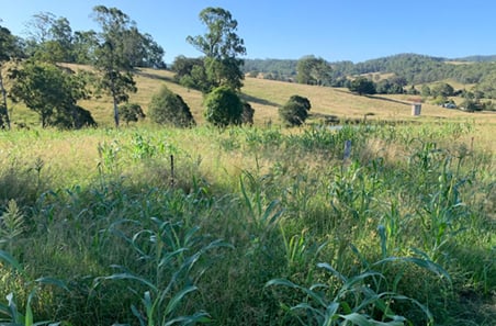 Better soils deliver bigger pasture wins