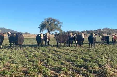 Producer case study: C McGlashan